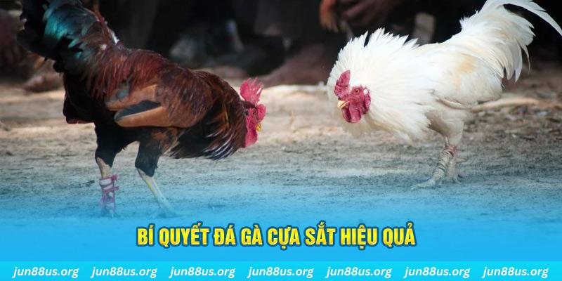 98vin đá gà cựa dao