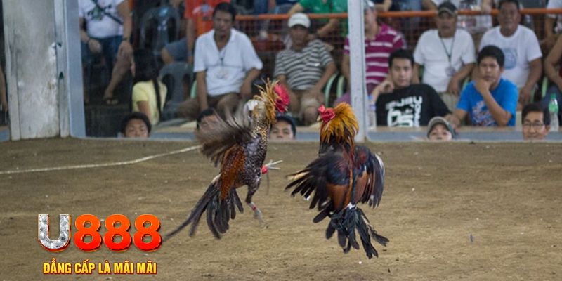98vin đăng nhập mậu binh online