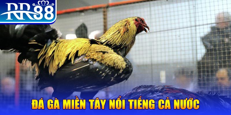 98vin gà chọi c1.com trực tiếp 888